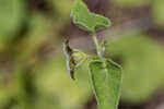 Trailing milkvine